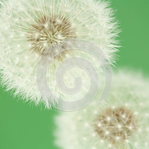 Dandelion florescence (macro) photo