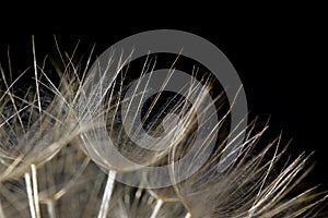 Dandelion florets windborne seeds