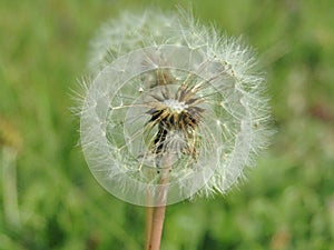 Dandelion flourished