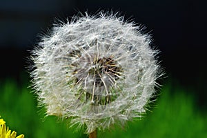 Dandelion flourished