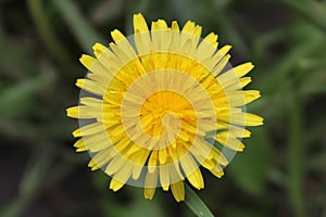 Dandelion flourished
