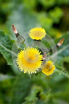 Diente de león flor 