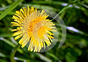 Dandelion flower