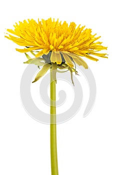 Dandelion flower