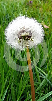 dandelion flower