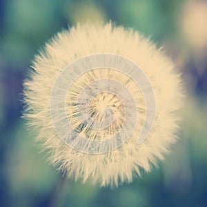 Dandelion Flower