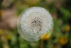 Dandelion Flower