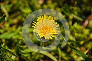 Dandelion Flower