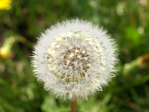 Dandelion flower