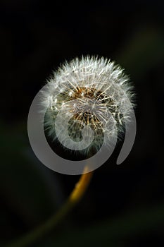 Dandelion Flower