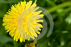 Dandelion Flower