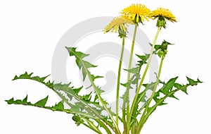 Dandelion flower