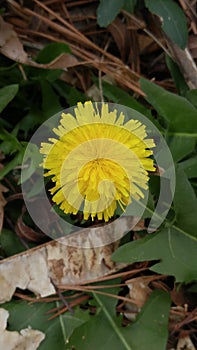 Dandelion flower