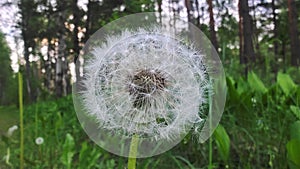 Dandelion flower against a background of grass and forest. The seeds are ripe and ready to disperse when the wind blows