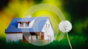 Dandelion flower against house and green grass background