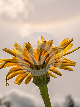 Dandelion flower against a solar halo