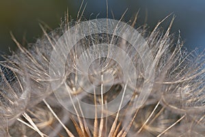 Dandelion flower background