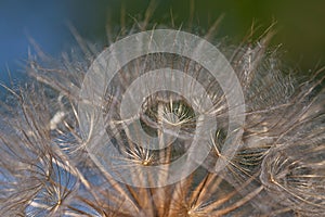 Dandelion flower background