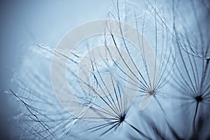 Dandelion flower background