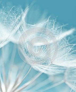 Dandelion flower background