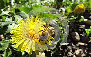 Dandelion flower with bee collecting pollen. Macro