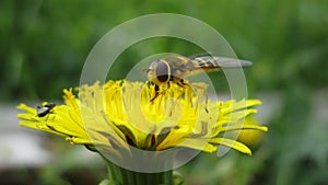 Dandelion flower bee yellow summer pollination