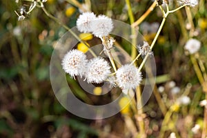 Dandelion flower, Bitter chicory or radicheta, Taraxacum officinale, whose yellow flower is known as dandelion, is a plant of the