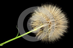 Dandelion flower on black background