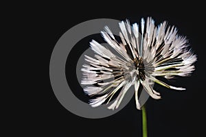 Dandelion flower on black background