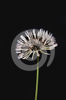 Dandelion flower on black background. Blow ball of wet dandelion. White taraxacum head