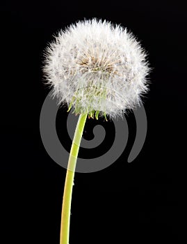 Dandelion flower on black background. One object isolated on dark.