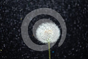 Dandelion flower on black bokeh background