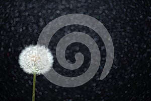 Dandelion flower on black bokeh background