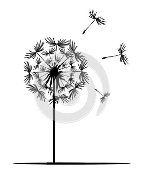 Dandelion flower. Black silhouette of dandelion on white background. Lonely plant, straight stem, flying seeds. Vector
