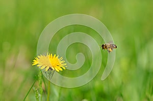 Dandelion flower bloom on the field