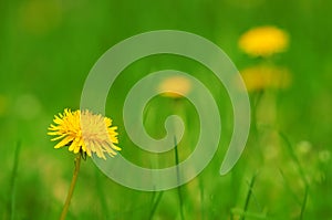 Dandelion flower bloom on the field