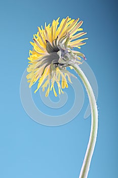 Dandelion flower on blue background