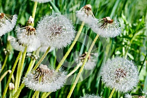 Dandelion flower on blue color background, many closeup object