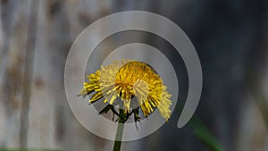 Dandelion flower on a blurred background