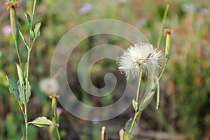 Dandelion flower. Bright flowers of dandelions on the background of a green spring meadow