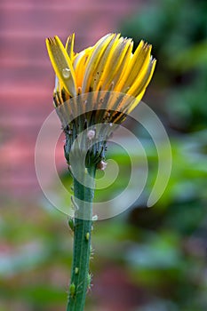 Dandelion flower bud with aphids