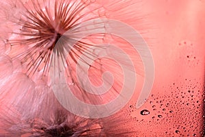 Dandelion flower close-up, in a mirror image, with water drops. In color live coral