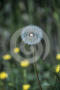 Dandelion flower closeup in spring, bright sunlight, Green grass background