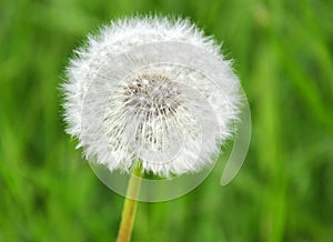 A dandelion flower composed of numerous seed head