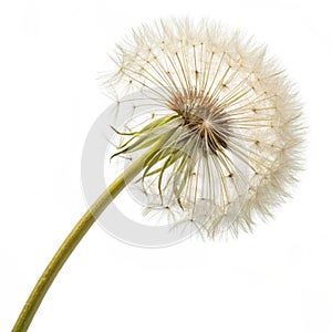 Dandelion flower 3D model realistic photo