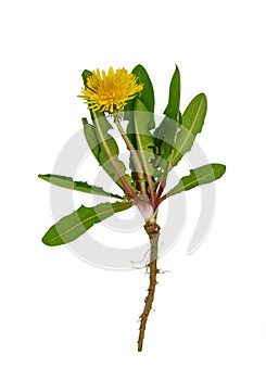 Dandelion flower and dandelion leaves  isolated
