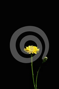 Dandelion flower on a dark background.