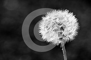 Dandelion flower on dark background