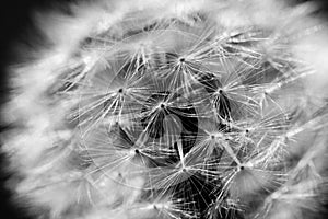 Dandelion flower on dark background