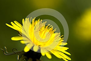 Dandelion flower in details